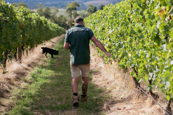 Vineyard Update- November