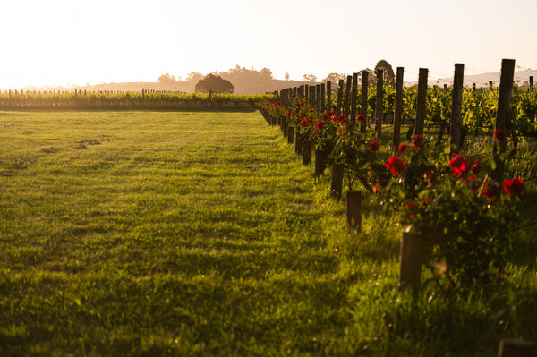 Cinema In The Vines