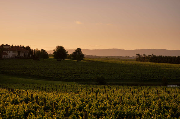 Twilight Sessions at the Cellar Door